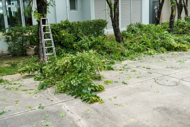 Best Tree Removal Service  in USA